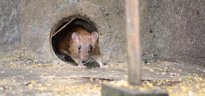 maus